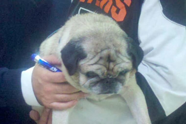 Pugsly is held by Donna Franchetti, who adopted the little dog.