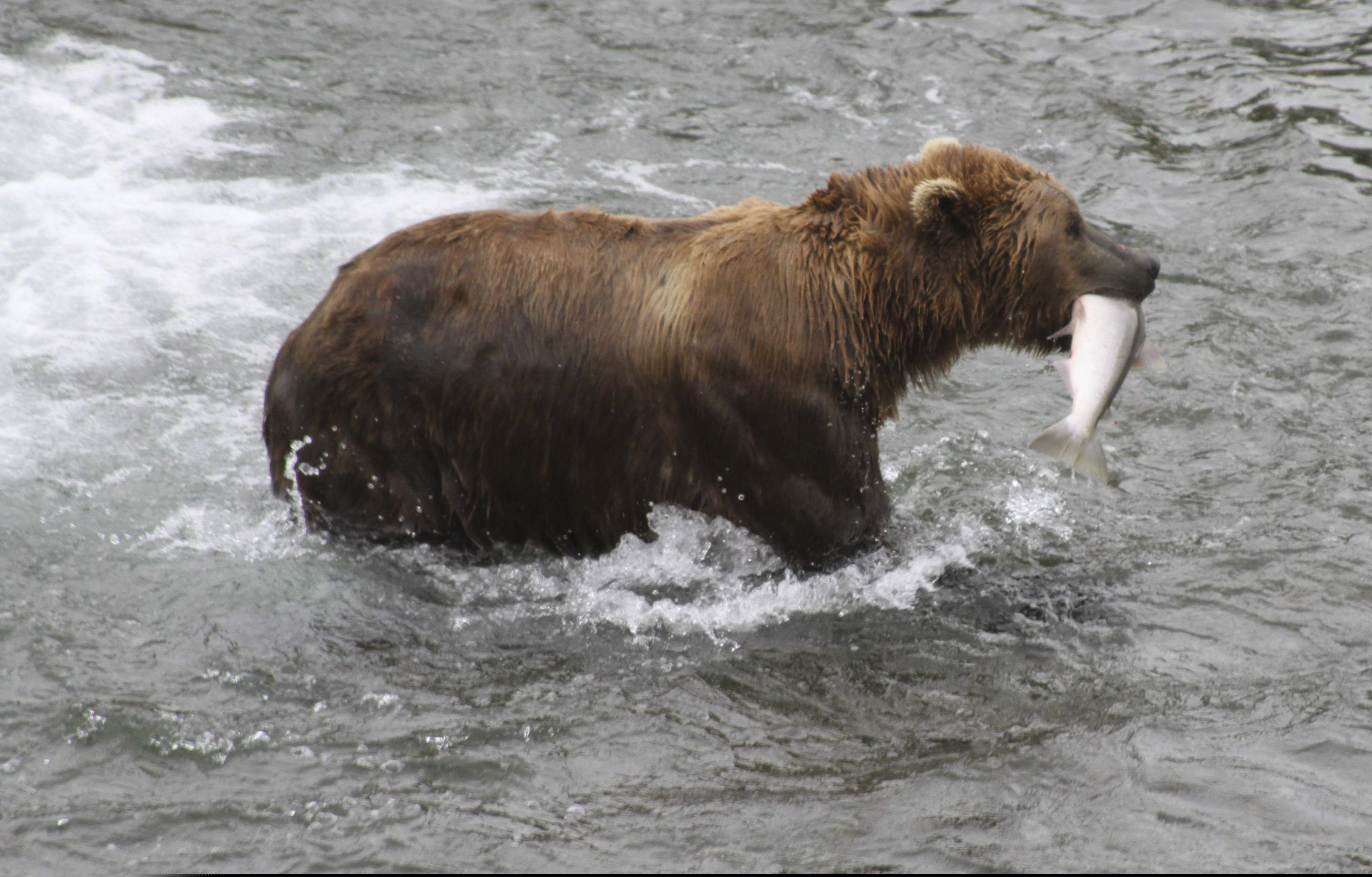 In this July 4, 2013 photo, a brown bear walks to a sandbar to eat a salmon it just caught at Brooks Falls in Katmai National Park and Preserve, Alaska. Katmai National Park is hosting its annual Fat Bear Week online.