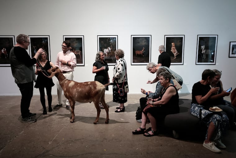 Photos from Philly’s 'Gathering of Goats'