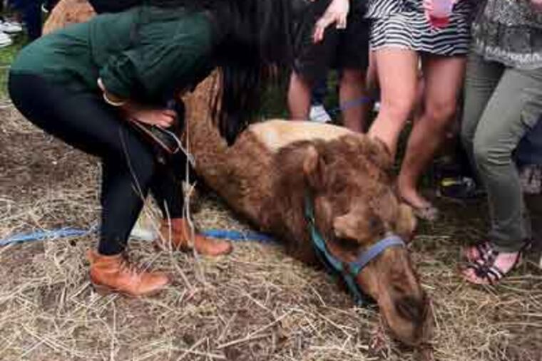 George Leslie, a Penn student, passed by a frat party and took some pictures. In this photo, the camel is lying down and several young women stand next to him.