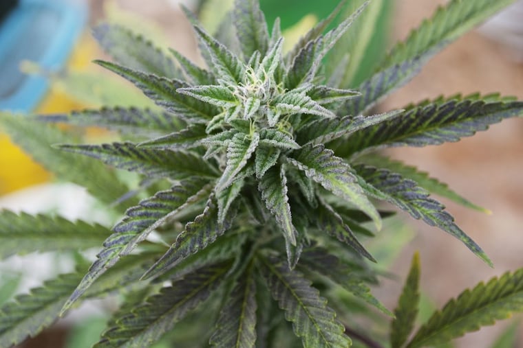 A young marijuana plant growing at an organic indoor commercial growing operation in Oregon.