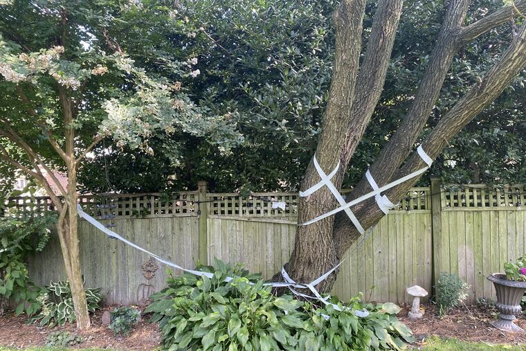 In a desperate attempt to rid of her backyard tree of invasive lanternflies, columnist Helen Ubinas wrapped her tree in duct tape.