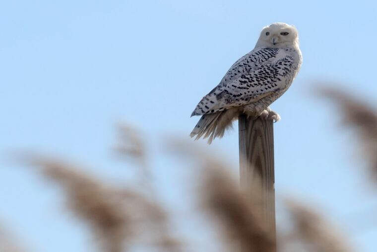 A snowy white arctic owl is seen off Wildlife Drive in the Edwin B. Forsythe Wildlife Refuge in Galloway Township in December 2013.