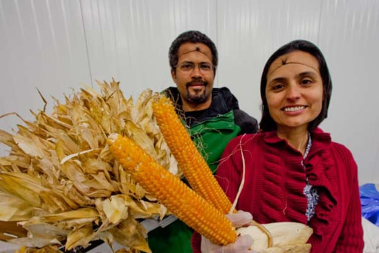 Co-founders Haile Johnston and his wife, Tatiana Garcia-Grandados, holding just-delivered popcorn on the cob, in the cooler at Common Market warehouse, East Erie Avenue, Philadelphia, February 17, 2014. ( DAVID M WARREN / Staff Photographer )