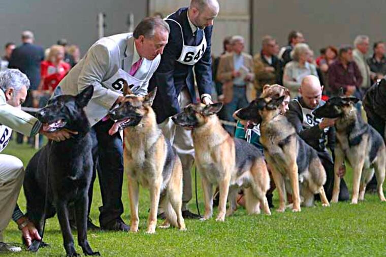 National German Shepard Association dog show at Swedesboro, NJ 10-12-2013( AKIRA SUWA / Staff Photographer )