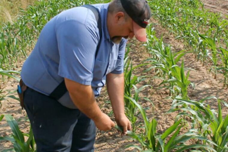 Mark Scheetz, president of the Bucks County Farm Bureau, said: The plants "jumped out of the ground, but after that, they slowed up because
we weren't getting the rain." (Paul Jones / Staff)