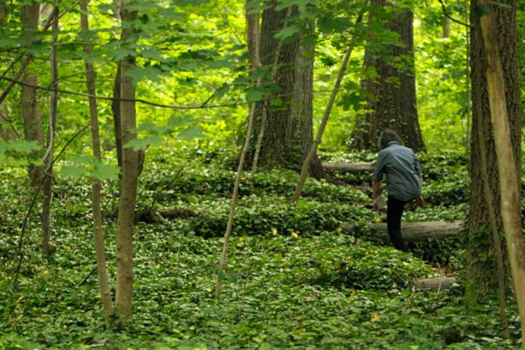 Randi Rothmel expected 70 goats to clear ivy that is smothering trees and shrubs at the Mount. But the owner of the Maryland firm that supplies the animals says they just don't like eating ivy off the ground. (RON CORTES / Staff Photographer)