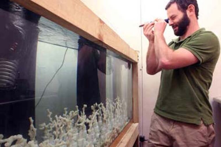 Erik Cordes checks the salinity of the water tank in his Temple lab. His research team set up a system last summer that may record the recent oil spill's deep-sea effect. (Michael Bryant / Staff Photographer)