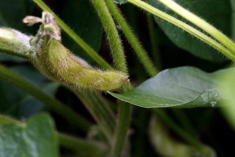 Soybean farmers, including those in Pennsylvania, have been caught up in trade disputes, one of the key economic issues of the midterm elections.