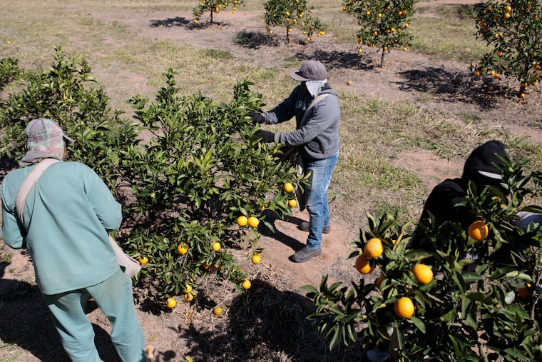 Workers pick oranges at an orchard in Itupeva, Brazil. "These additional tariffs on Brazil do not strengthen orange juice from Florida; they make the whole juice industry weaker and hike the cost for everyone’s breakfast in the U.S." said a director at the Brazilian association for citrus juice exporters.