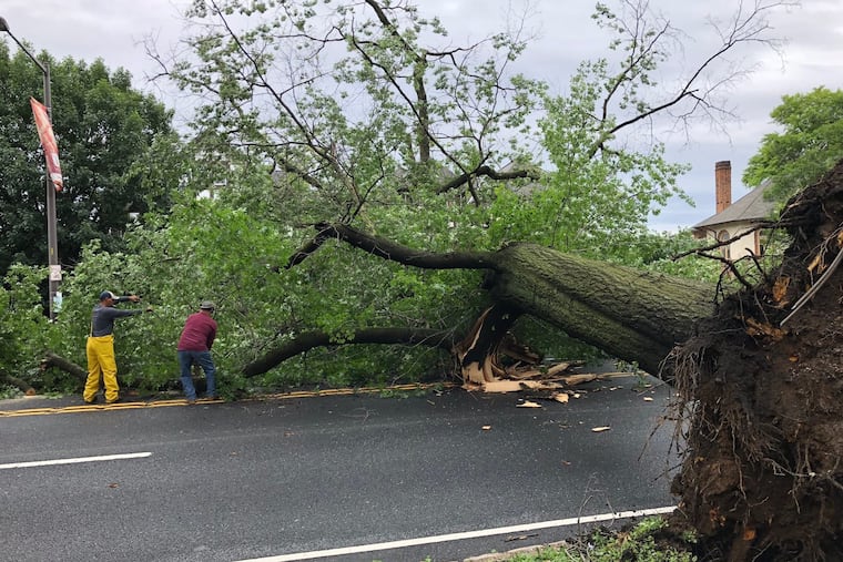 It's roots loosened by drenching rains, this tree toppled across Kelly Drive along Boat House Row on Monday, June 11, 2018.