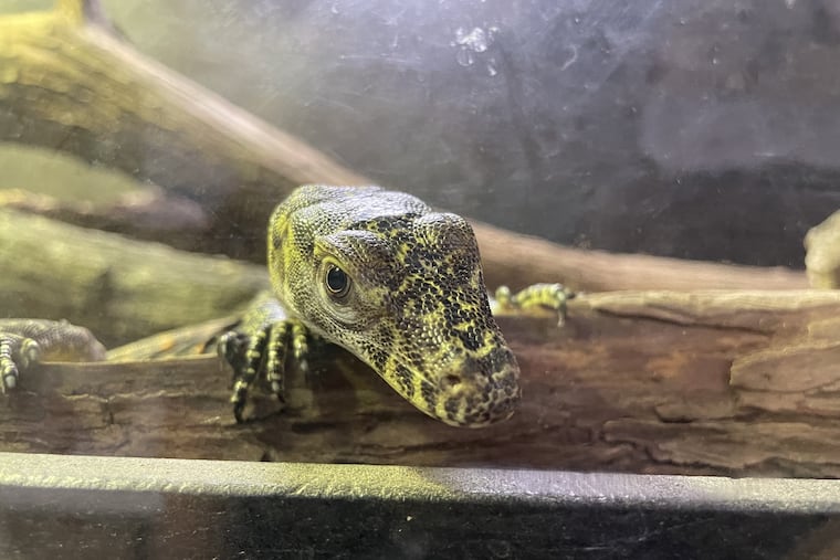 Baby Komodo dragons explore their enclosure at the San Antonio Zoo. MUST CREDIT: Photo courtesy of Jacob Downing