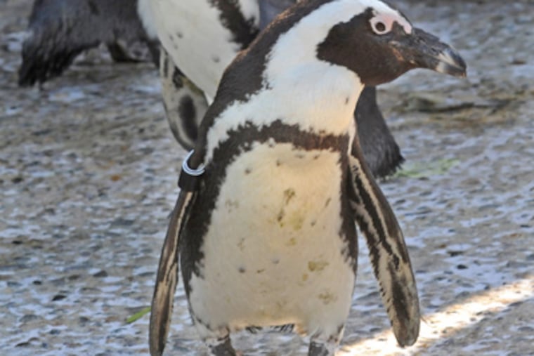 Penguins at the Adventure Aquarium in Camden, N.J. on Sept. 19, 2012. (APRIL SAUL / Staff Photographer)