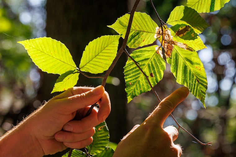 Dhan Parker, environmental scientist with Philadelphia Parks & Recreation's Natural Lands Group, is working to save beech trees in Wissahickon Valley Park. Here, Parker is pointing out the leaf banding on beech tree leafs.