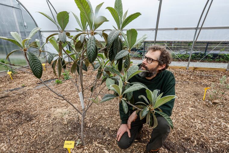 Phil Forsyth, the Orchard Project’s co-executive director, poses with a loquat tree in one of the new high tunnel unheated greenhouses at the Woodlands estate. Forsyth and his colleagues are experimenting with growing fruits typically native to warmer climates now that Philadelphia's temperatures have risen amid climate change.