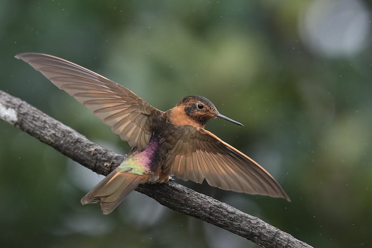 A Shining Sunbeam hummingbird spreads its wings as it perches on a branch Tuesday at the Yanacocha Reserve in Nono, Ecuador.