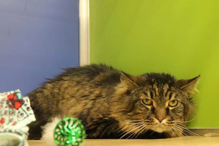 Maxie, a wonderful, 14-year-old Domestic Shorthair (probably) at the Pennsylvania SPCA.