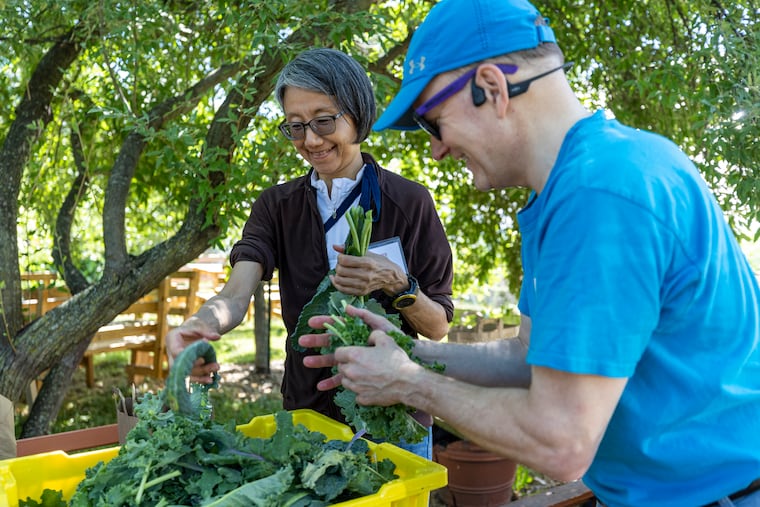 Yukiko Kato, of Germantown, Pa., Volunteer Leader at the Share Food Program, is tying up Kale at the Nice Roots Farm in Philadelphia, Pa., on Saturday, June 15, 2024. Share Food Program and Philabundance are expecting a surge in need due to the halting of SNAP benefits in November 2025.