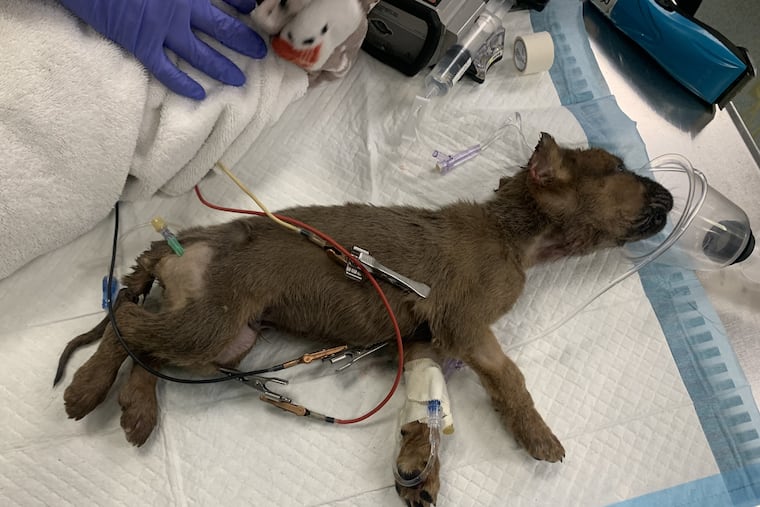 One of the puppies allegedly subjected to illegal ear cropping and tail docking in Philadelphia, according to the Pennsylvania SPCA.