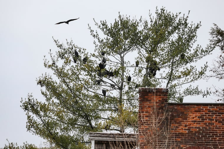 Some of the vultures that have taken over the Lancaster County town of Marietta roost In the trees on the 200 block of West Market Street, Wednesday, December 9, 2020.