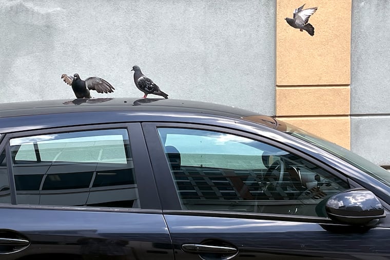 July 31, 2023: When returning to your car parked in Center City, a lesser of two evils question: Which is worse, finding a parking ticket on your windshield or noticing that your roof has become a pigeon restroom?