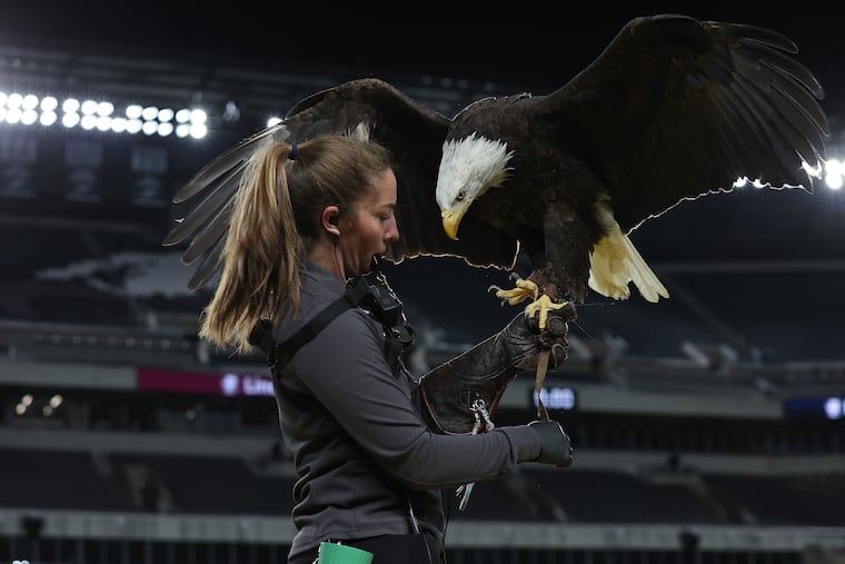 Ashley Frye, an avian care specialist with the American Eagles Foundation, catches Lincoln during a November 2024 test flight at the Linc.