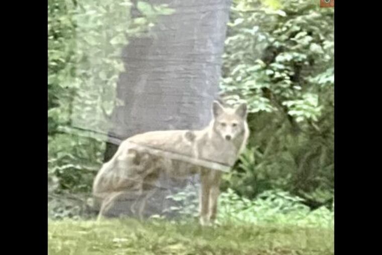A photograph of a wild coyote believed to still be at large in the Marple Township area.