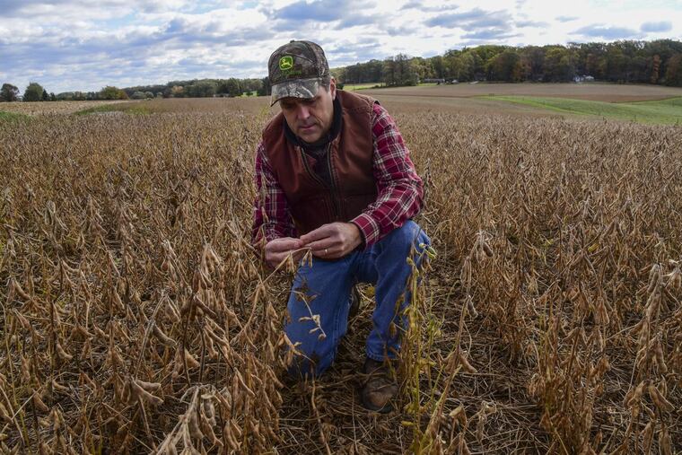 Don Cairns, 51, honored as Chester County’s 2017 Farmer of the Year for his land preservation, best-practices farming and dedication to 4-H future farmers, checks the soybeans on his Parkesburg farm, judging whether they’re dry enough to harvest.