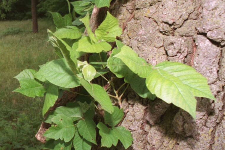 Even in its leafless state, every part of the vine is toxic. The oils, which can remain active for several years, freely transfer onto any surface they contact.