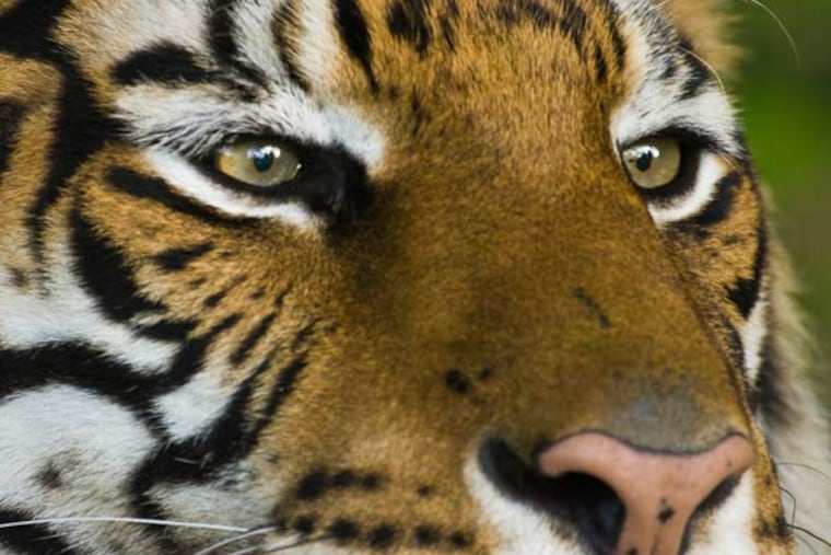 Generally, predators who are active during the day had round pupils.