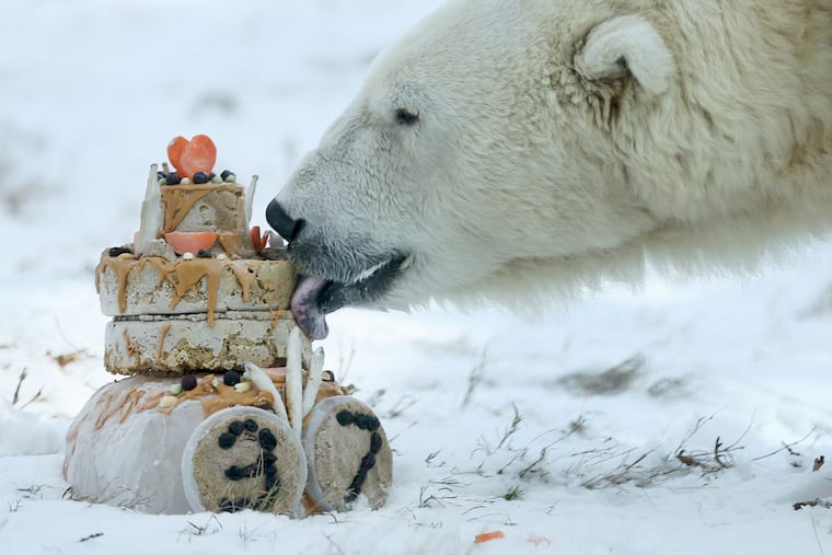 Coldilocks celebrates her 37th birthday, which was Wednesday, with a special frozen “cake” made of peanut butter, fish, carrots, raisin and bear chow in her habitat at the Philadelphia Zoo on Thursday, Dec. 14, 2017.