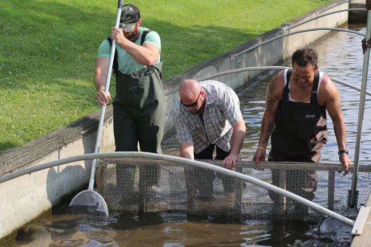 Volunteers clean up at the Le-Hi Trout Nursery in Allentown, where a flood earlier this month killed hundreds of trout.<br/>
Jane Therese / The Morning Call.
