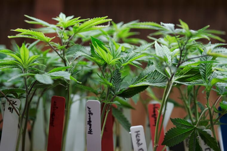 Marijuana plants (AP Photo/Richard Vogel,File)