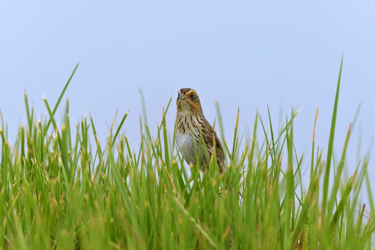 The saltmarsh sparrow, Ammospiza caudacutus, is found on coastal marshes across the East coast, but is in danger of going extinct.