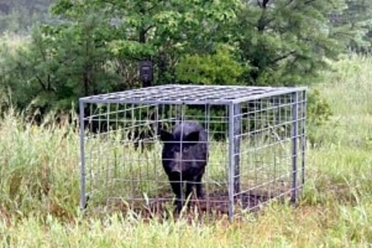 One of three wild pigs caught in June in southern Gloucester County by the USDA. Dozens of swine have been sighted in the area at various times over the last decade.