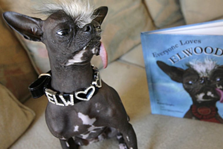 Elwood poses with his new children's book, "Everyone Loves Elwood," at his Washington Township home. "He's the people's dog," said his owner. "People love him." (Elizabeth Robertson/Inquirer)