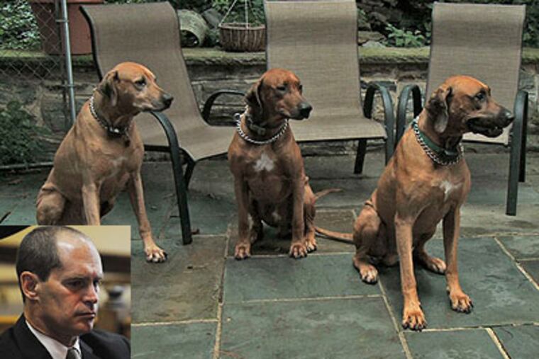 "One Nation Under Dog," an HBO documentary due out in June, prominently features the Rhodesian ridgebacks owned by Dr. Robert Taffet (inset).