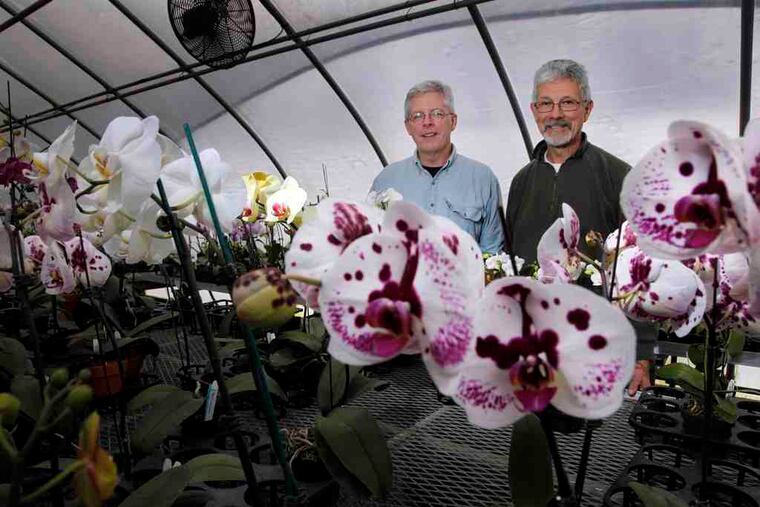 Tom Purviance (left) and John Salventi at Parkside Orchid Nursery in Ottsville. The men, partners in business and in life, opened the nursery two decades ago. Their orchids have made it onto "The Martha Stewart Show" and will be at a Longwood Gardens show and sale this weekend.