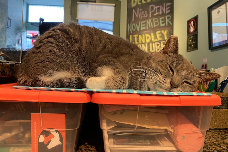 A cat takes a snooze at Le Cat Cafe in pre-pandemic times.