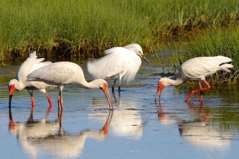 White ibis feeding at the Wetlands Institute in Stone Harbor, N.J.