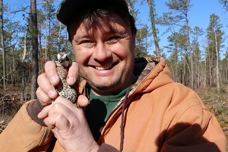 New Jersey Audubon’s John Parke holding a quail in the Pinelands on April 1, 2015, when the quail were originally released. (Photo by Judie Luszcz )