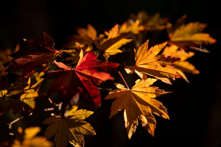 Fall foliage at the Morris Arboretum of the University of Pennsylvania last November. Our turn is coming, but it might be a little later than usual.
