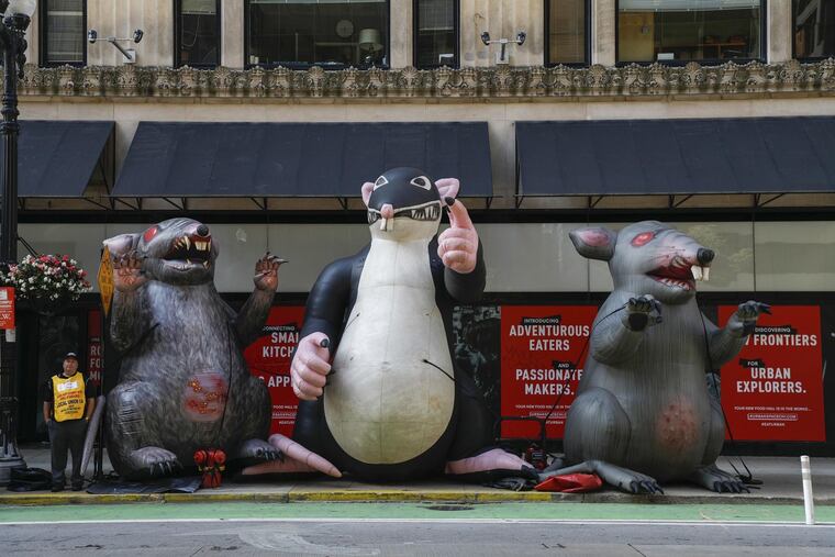 Several inflatable rats sit outside a building in the 100 block of West Washington Street in Chicago's Loop on Aug. 7, 2019. Created in Chicago nearly 30 years ago, Scabby, the giant inflatable union protest rat, has become a fixture at picket lines.