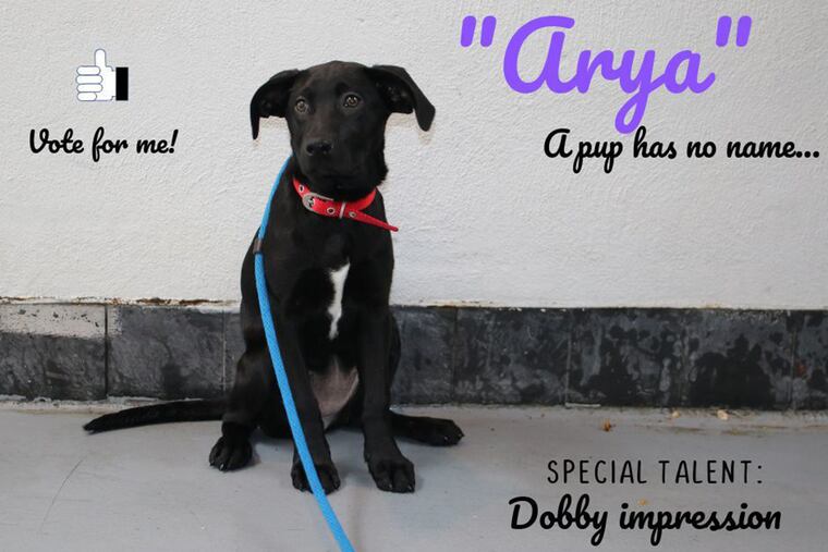 Arya, now at Morris Animal Refuge, is one of four dogs up for Spokesdog of the Philadelphia Water Department and Partnership for the Delaware Estuary's campaign to get people to pick up their pets' waste.
