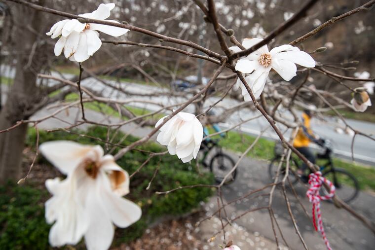 Star Magnolia blossoms along Kelly Drive in Philly on the first day of spring last year.