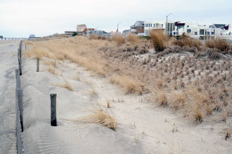 The Ventnor beach, with its small dunes, near Oxford Avenue on January
14, 2015. ( CLEM MURRAY / Staff Photographer )