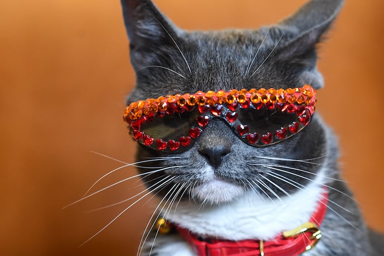 Bagel, a.k.a., Sunglass Cat, was born without eyelids and wears bedazzled sunglasses to protect her eyes from dust and debris. Washington Post photo by Toni L. Sandys