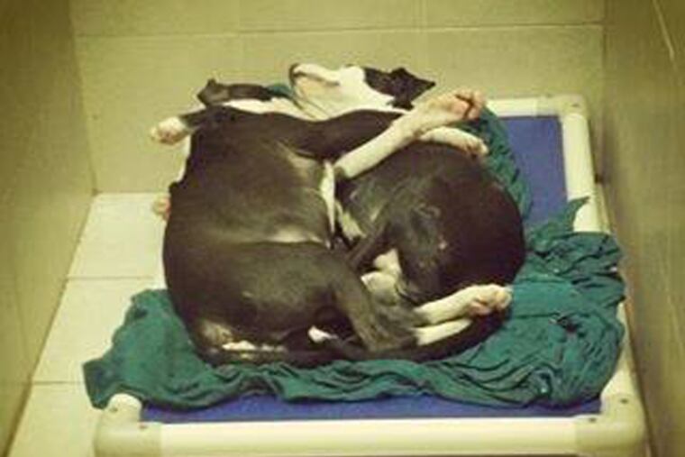 Jeffrey, who is blind, and his brother Jermaine, who is Jeffrey’s loyal guide dog. Here they are asleep, holding on to each other. Jeffrey and Jermaine are awaiting adoption at the Operation Ava shelter in Philadelphia. (Photo: Chester County SPCA via Facebook)