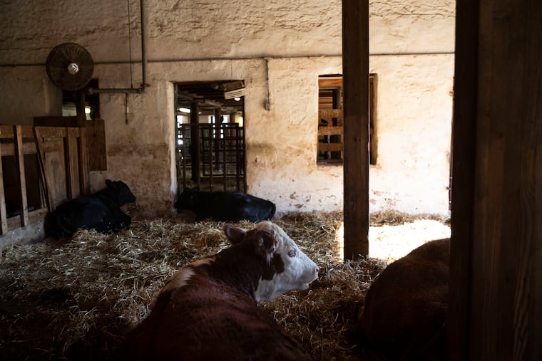 Cows rest in a shelter at the Fox Chase Farm on Wednesday, October 19, 2022. Fox Chase Farm is an agriculture education facility run by the Philadelphia School District.