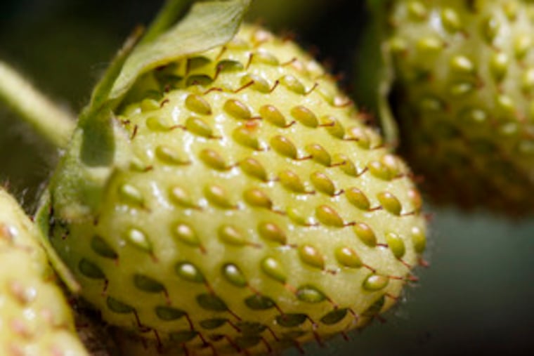 Green berries should be left on the vine, because they won't ripen once they're picked. Leave them for later customers.